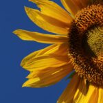 yellow sunflower in close up photography