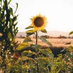 yellow sunflower