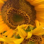yellow sunflower in close up photography